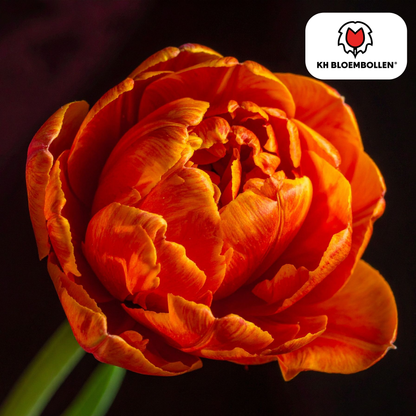 Tulpenzwiebel Icon – 20er-Pack | Gefüllt &amp; orange