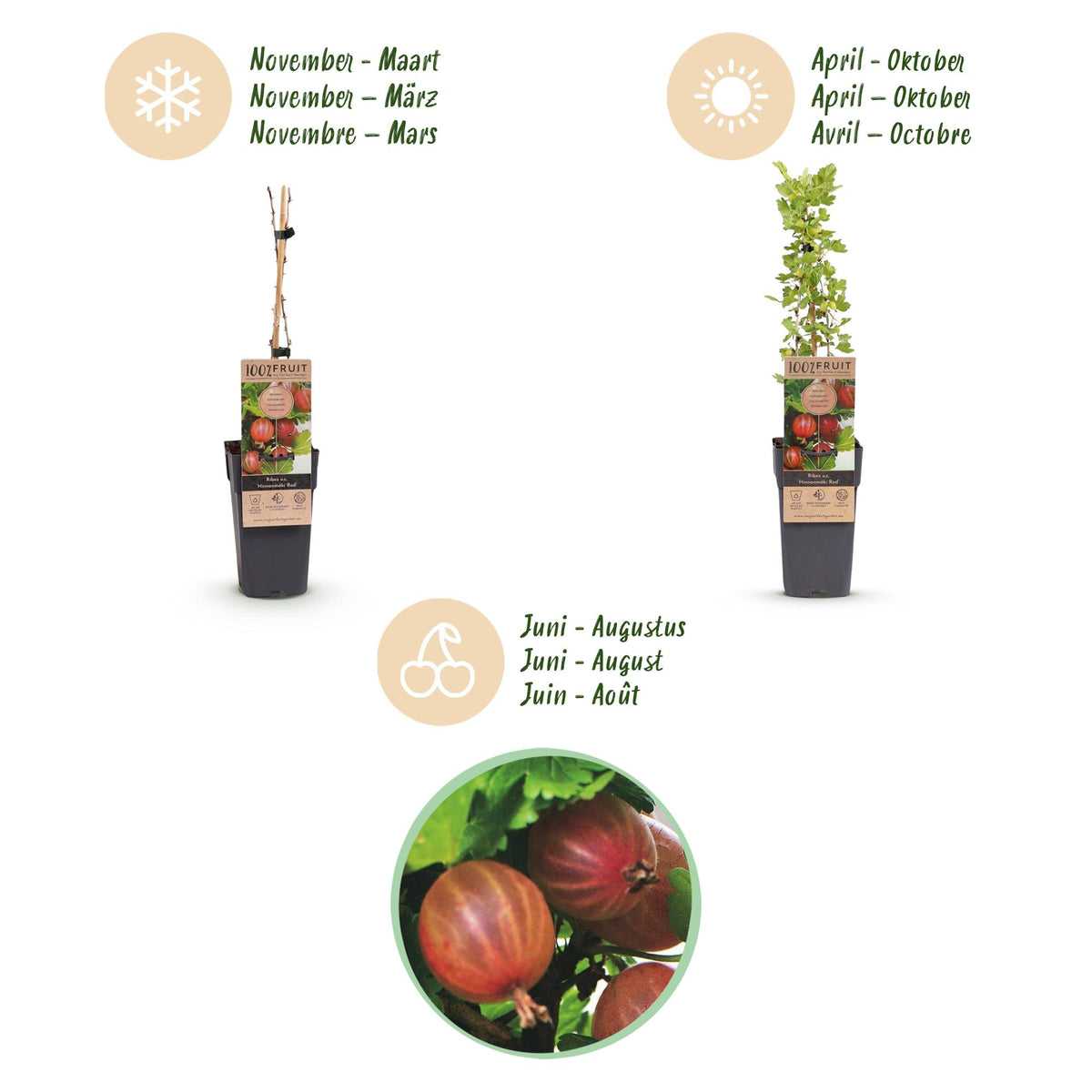 Zwei rote Stachelbeer-Pflanzen Ribes uva-crispa &