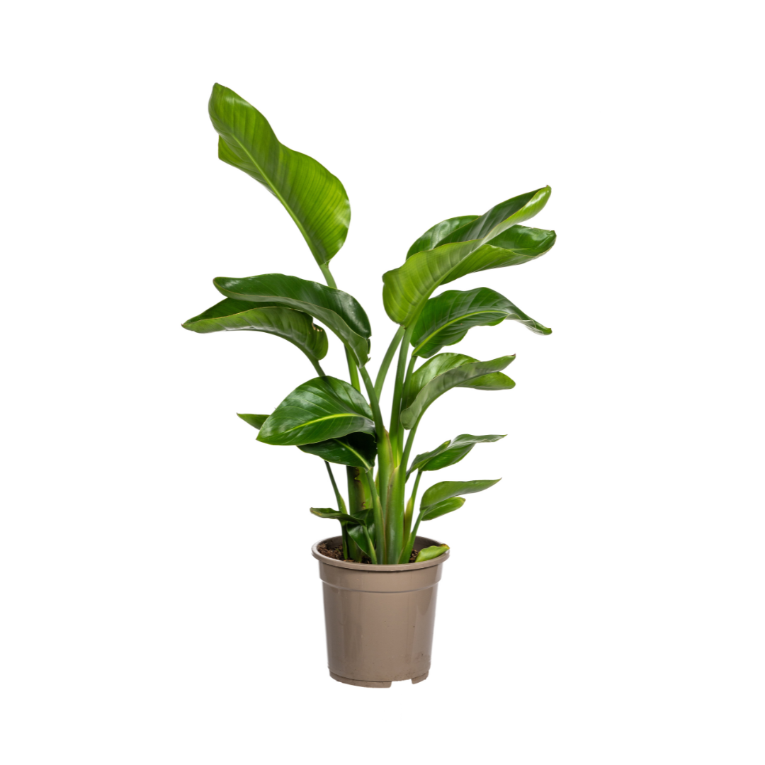 Everspring Strelitzia Nicolai Pflanze, 21 cm Topf, Höhe 90-110 cm, grüne Blätter, als Zimmer- oder Gartenpflanze.