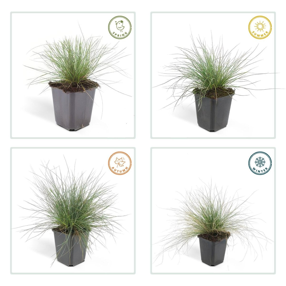 24x Festuca glauca ‘Elijah Bleu’ – Blauschwingel für Beete, Steingärten &amp; Rabatten – Höhe 10–25 cm – Ø 9 cm - Wurzelwerk Design