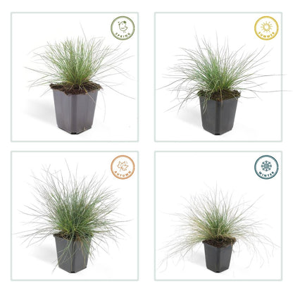 24x Festuca glauca ‘Elijah Bleu’ – Blauschwingel für Beete, Steingärten &amp; Rabatten – Höhe 10–25 cm – Ø 9 cm - Wurzelwerk Design