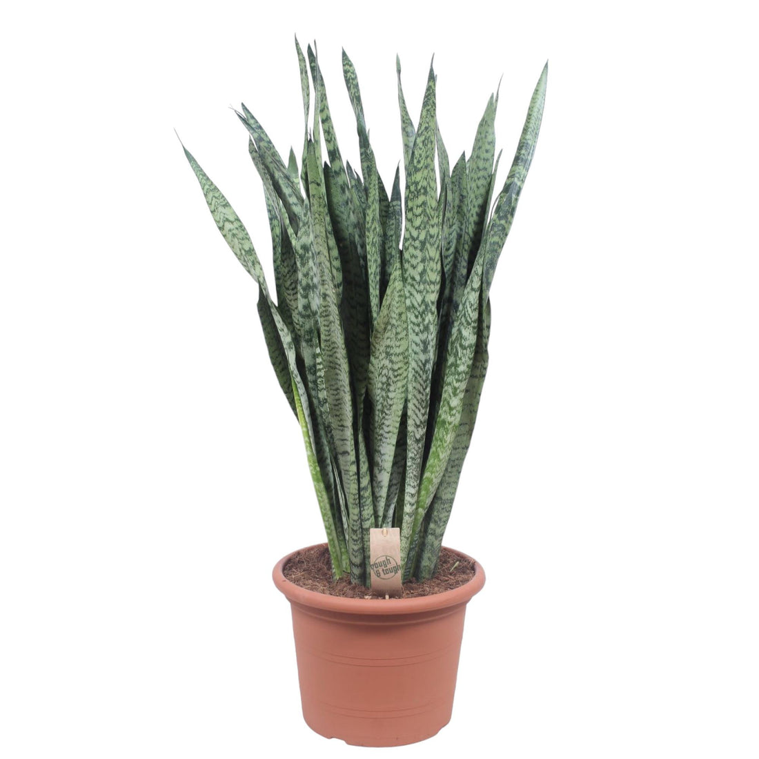 Sansevieria Zeylanica 110 cm – XL Schwiegermutterzunge