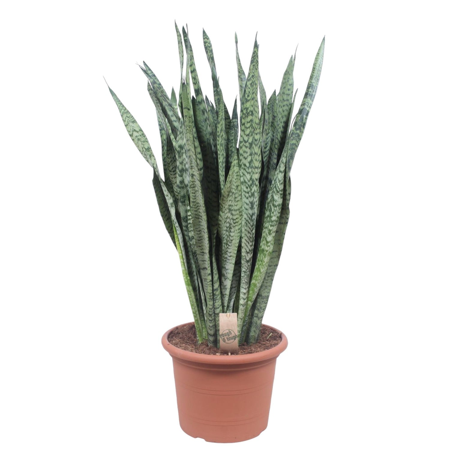 Sansevieria Zeylanica 110 cm – XL Schwiegermutterzunge