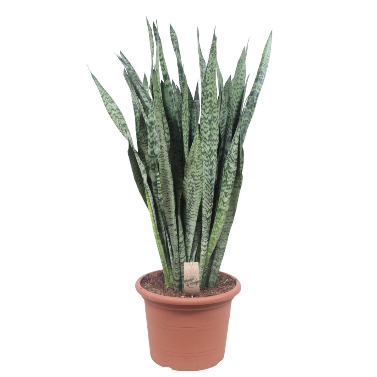 Sansevieria Zeylanica 110 cm – XL Schwiegermutterzunge - Wurzelwerk Design