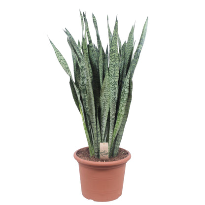 Sansevieria Zeylanica 110 cm – XL Schwiegermutterzunge