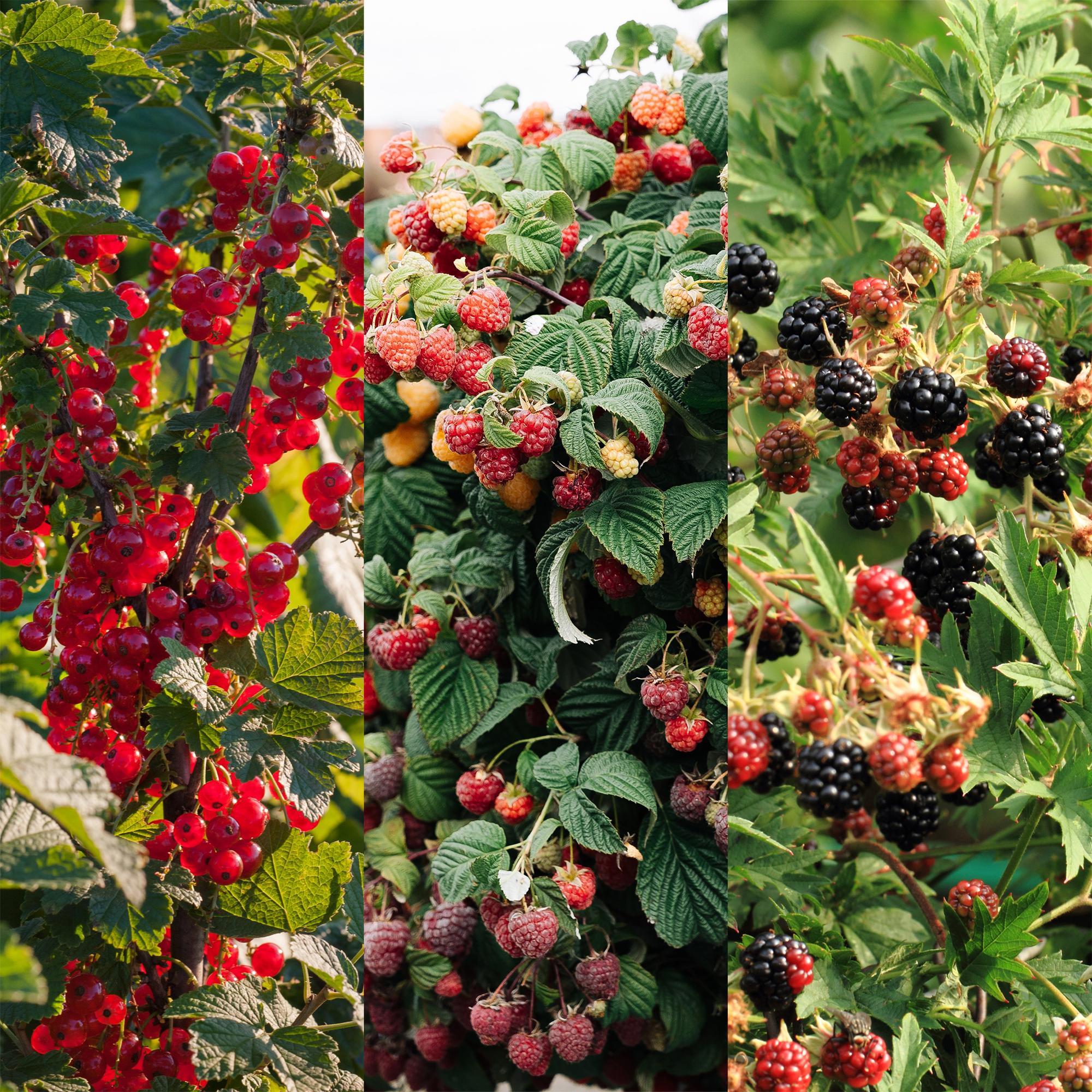 Obstpflanzenmix mit rote Johannisbeere, rote Himbeere und schwarze Brombeere, 3 Pflanzen im Topf, Höhe 40cm, Everspring