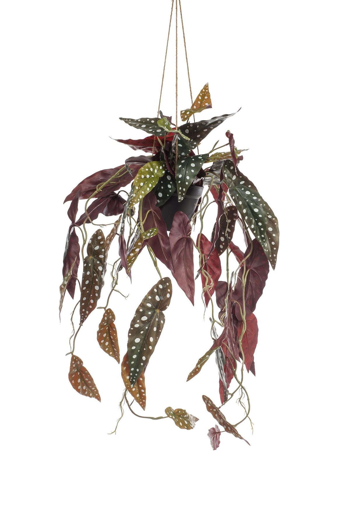 Kunstpflanze Begonia Maculata von Everspring, 80 cm hohe Forellenbegonie mit grünen Blättern und weißen Flecken.