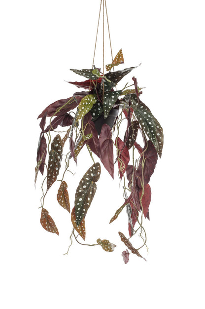 Kunstpflanze Begonia Maculata von Everspring, 80 cm hohe Forellenbegonie mit grünen Blättern und weißen Flecken.