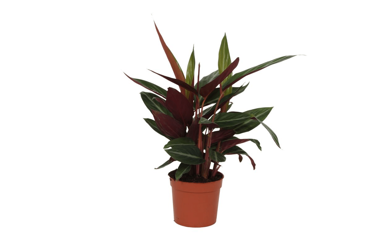 Calathea Stripestar 40 cm | Korbmarante im Ø12 cm Topf – Immergrün &amp; Haustierfreundlich - Wurzelwerk Design