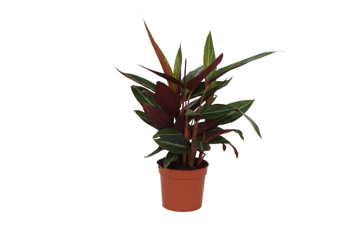Calathea Stripestar 40 cm | Korbmarante im Ø12 cm Topf – Immergrün &amp; Haustierfreundlich