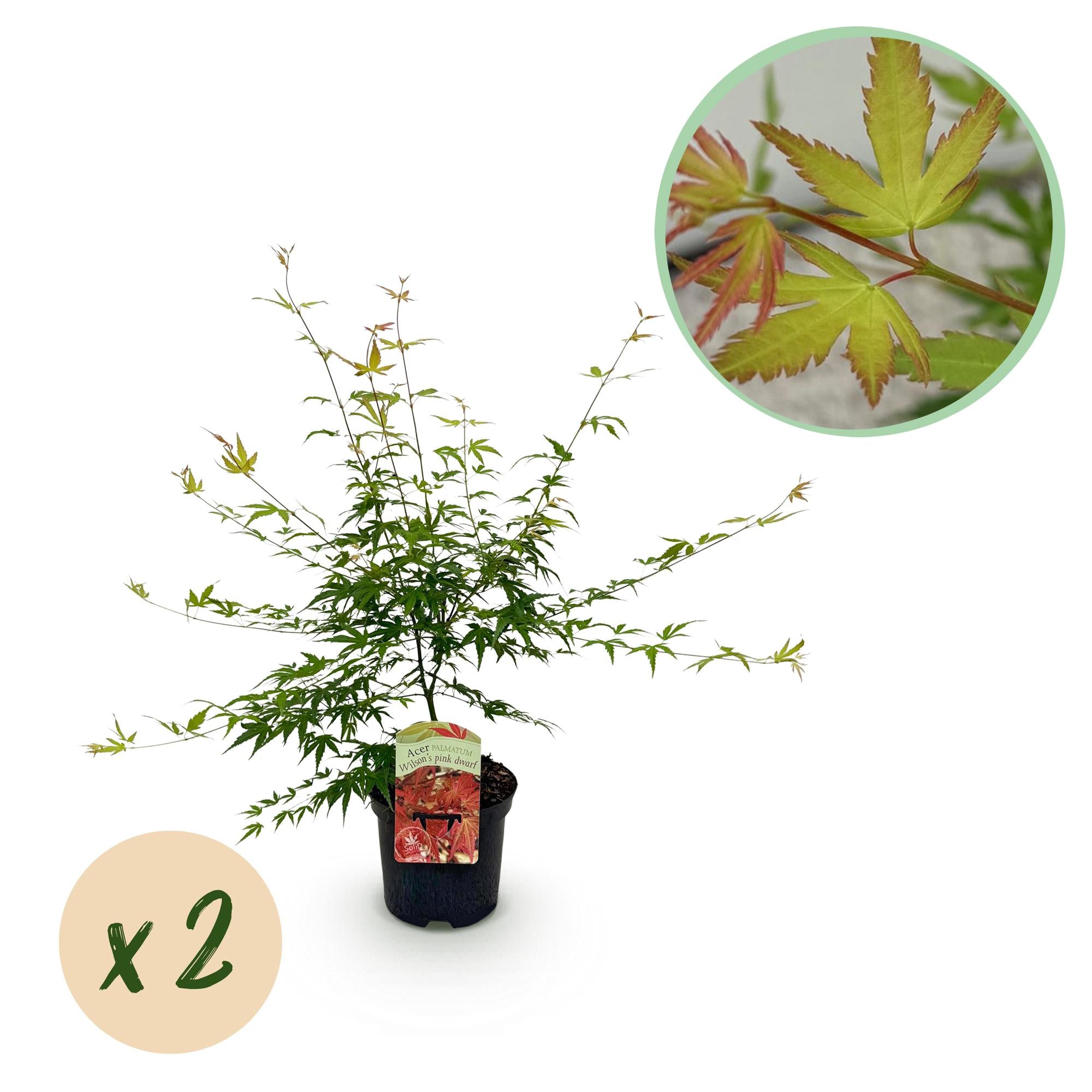 Zwei rosa japanische Ahornbäume Acer palmatum Pink Dwarf in Töpfen, laubabwerfend, Höhe 70cm, Everspring Marke