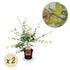 Zwei rosa japanische Ahornbäume Acer palmatum Pink Dwarf in Töpfen, laubabwerfend, Höhe 70cm, Everspring Marke