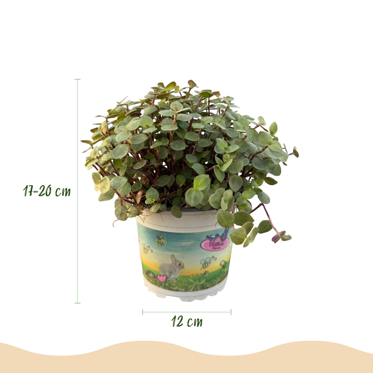 Callisia repens Katzenminze in Korb, Everspring, Ø12 cm, grüne Pflanze mit kleinen Blättern, Höhe 17-20 cm, Thumbnailschnitt