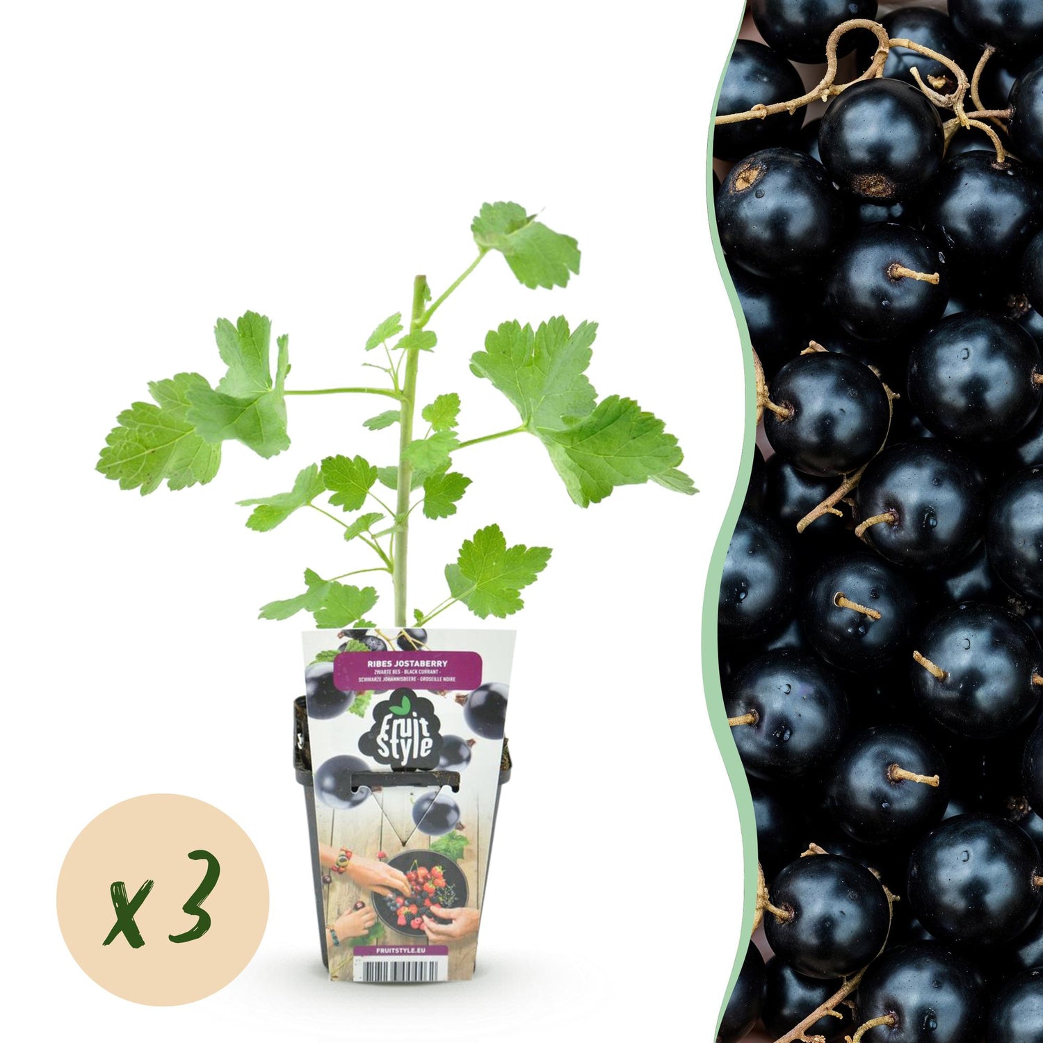 Ribes Jostabes - Winterhart - 3 Pflanzen - Topf 9 cm - Schwarze Johannisbeere – Gartenpflanze im Topf, ideal für Beet, Balkon oder Terrasse