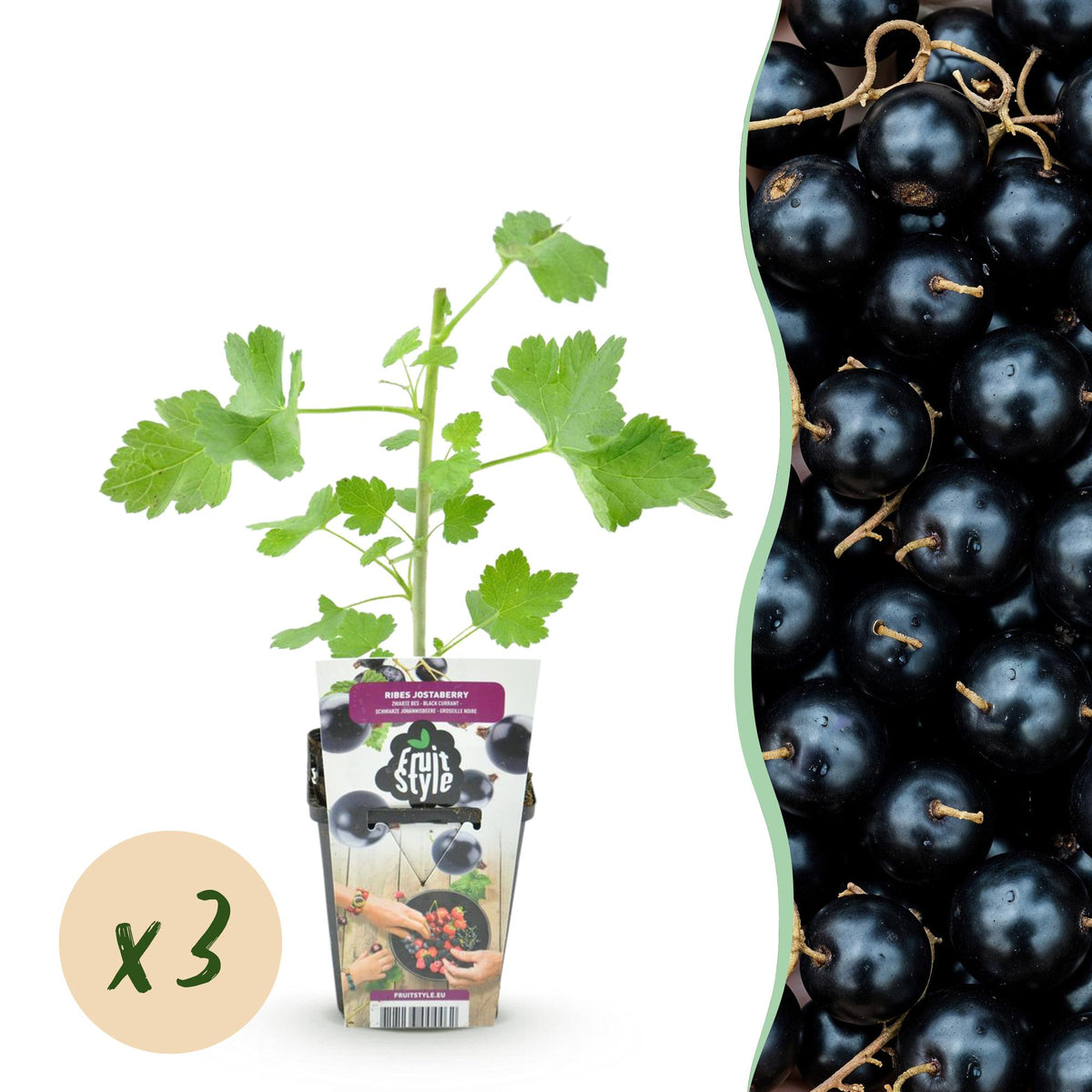 Drei winterharte Schwarze Johannisbeerpflanzen Ribes jostabes in 9 cm Töpfen, Everspring Produkt, Nahaufnahme