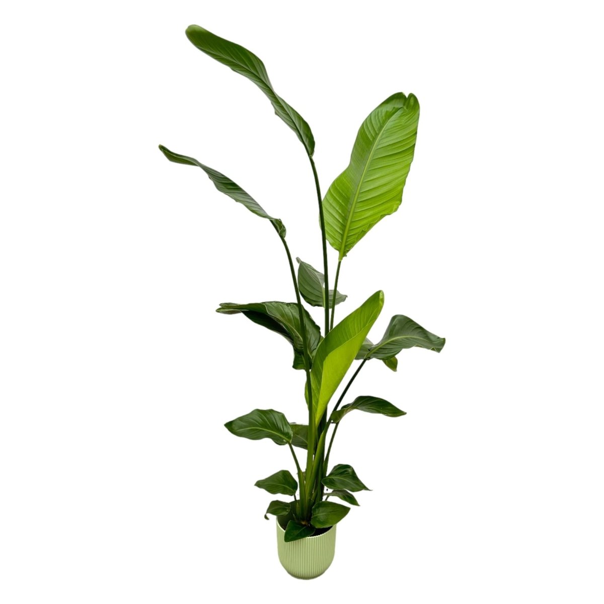 Strelitzia Nicolai 180cm mit Topf – Weißer Paradiesvogel für Ihr Zuhause - Wurzelwerk Design