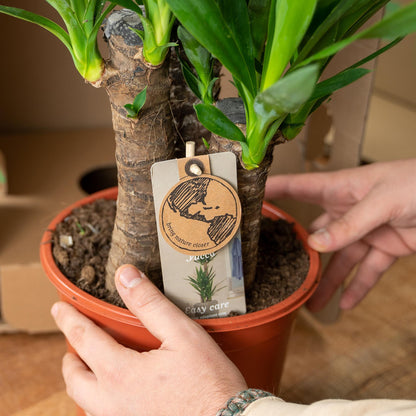 Yucca mit Übertopf kaufen | ca. 100 cm, Ø 21 cm