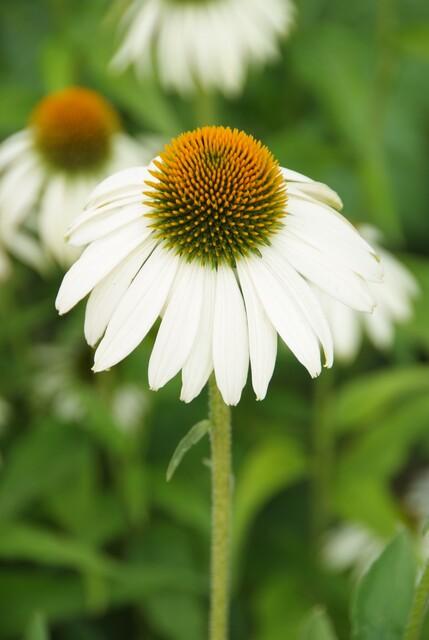 24x Echinacea p. ‘White Swan’ - Höhe 10 - 25 cm - Ø 9 cm - Wurzelwerk Design