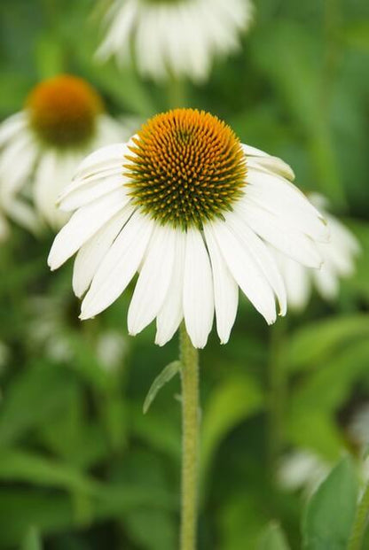 24x Echinacea p. ‘White Swan’ - Höhe 10 - 25 cm - Ø 9 cm - Wurzelwerk Design