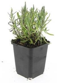 24 Lavendel Pflanzen &