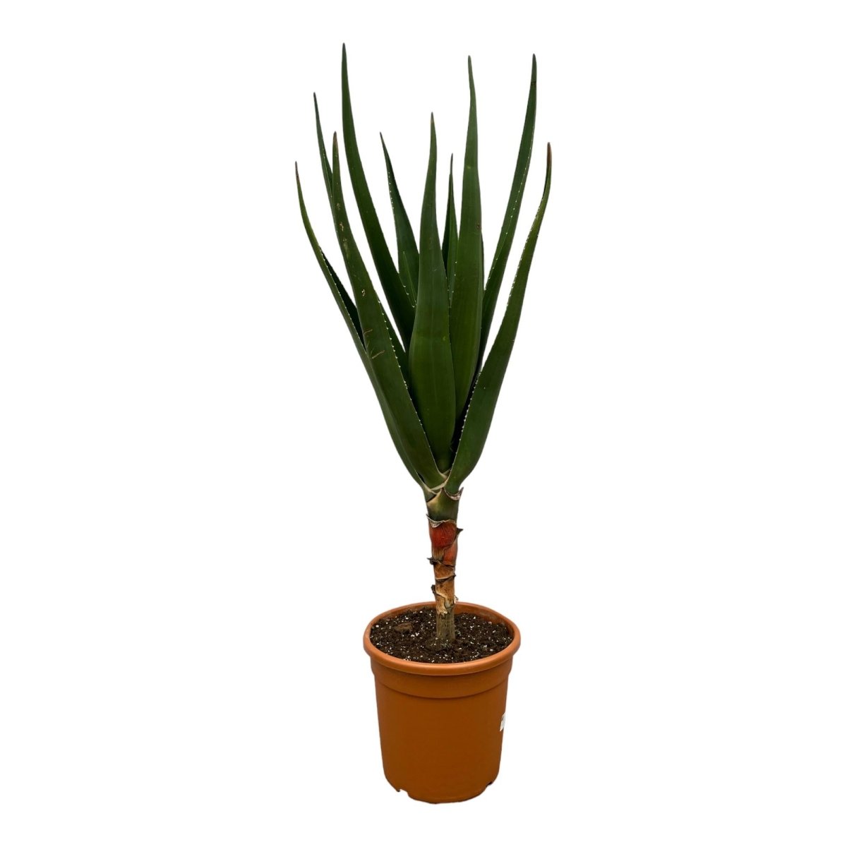 Aloë Barberae - 160 cm - Ø 30 cm - Wurzelwerk Design