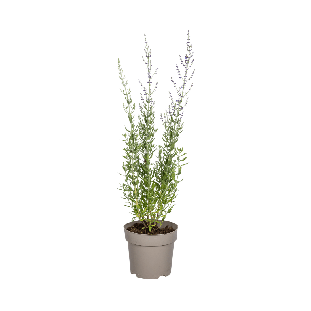 Blauraute – Perovskia atriplicifolia online kaufen | Blau, Bienenfreundlich &amp; Pflegeleicht – Wurzelwerk Design - Wurzelwerk Design