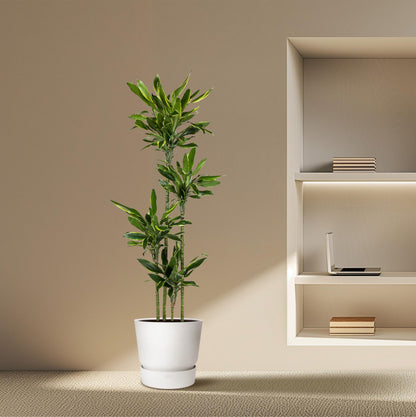 Everspring Dracaena Golden Coast Pflanze, 170 cm hoch, mit grün-goldenen Blättern, in Topf, auf Bild.