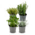 Everspring italienische Kräutermischung Pflanzen, 4 Stück, Ø 12 cm, Höhe 12-15 cm, grüne Kräuterpflanzen auf Thumbnail