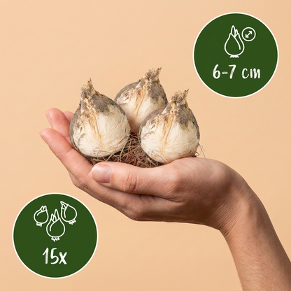 Zierlauch-Mischung Buzzing Beauties – Allium online kaufen | 15 bis 120 Blumenzwiebeln, Bienenmischung – Wurzelwerk Design