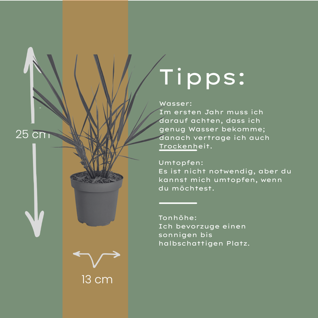 Ziergras Rotstrahlbusch kaufen | 3× Panicum virgatum, Ø 12 cm
