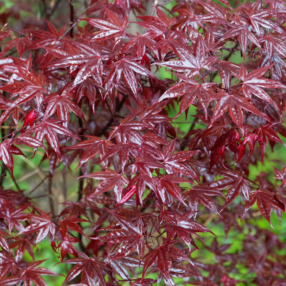 Japanischer Ahorn Bloodgood in Topf, rotlaubige Pflanze, laubabwerfend, ca. 70cm hoch, ideal für Garten und Balkon