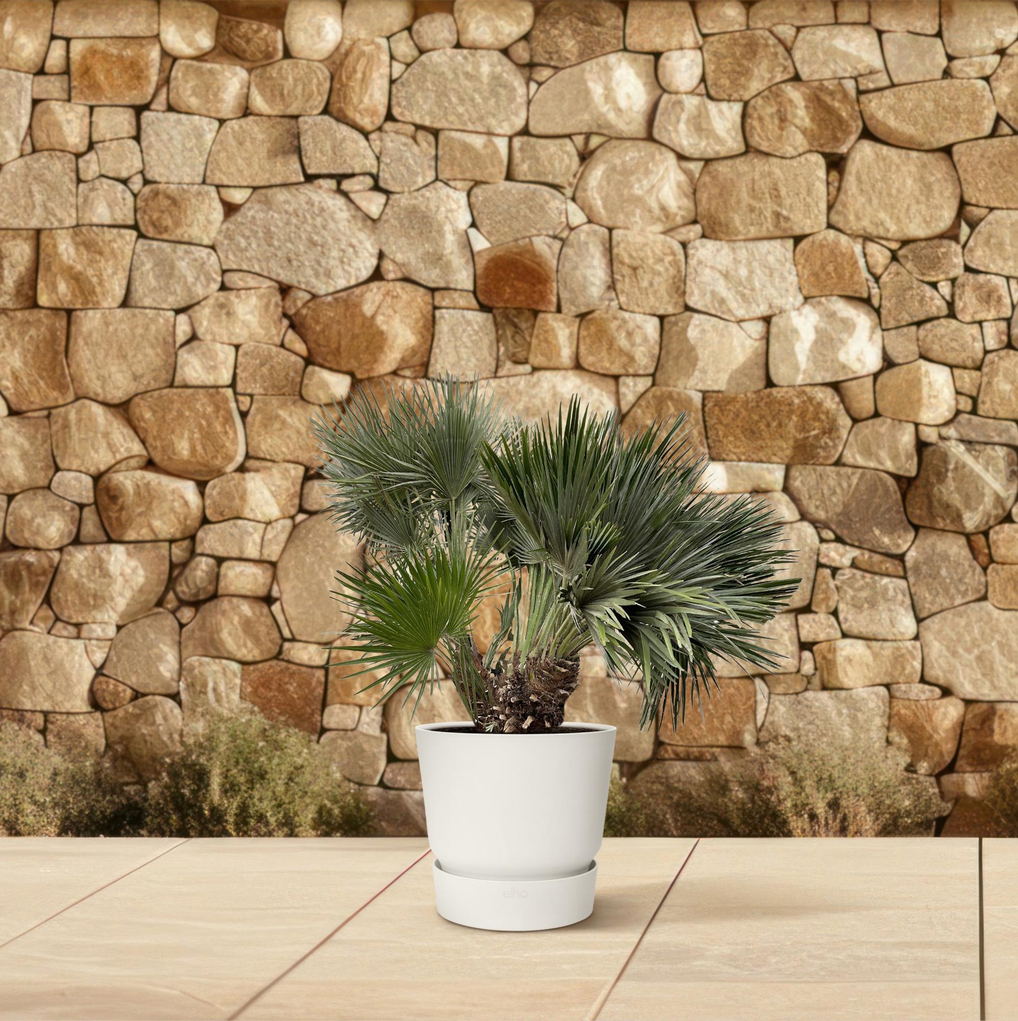 Chamaerops Humilis Compact – Zwergpalme für drinnen &amp; draußen