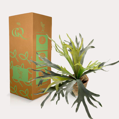 Kunstpflanze Staghorn Farn, Everspring, 50 cm, realistische Geweihfarn-Dekorationspflanze, grüne Blätter, detailreich und langlebig