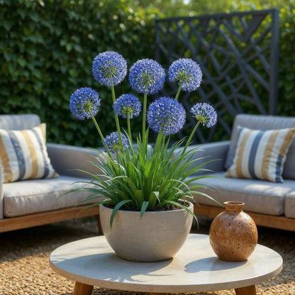 Blumenzwiebeln Allium Caeruleum | 40 Stück Blau – Zwiebelgröße 4/5 – XXL Pack - Wurzelwerk Design