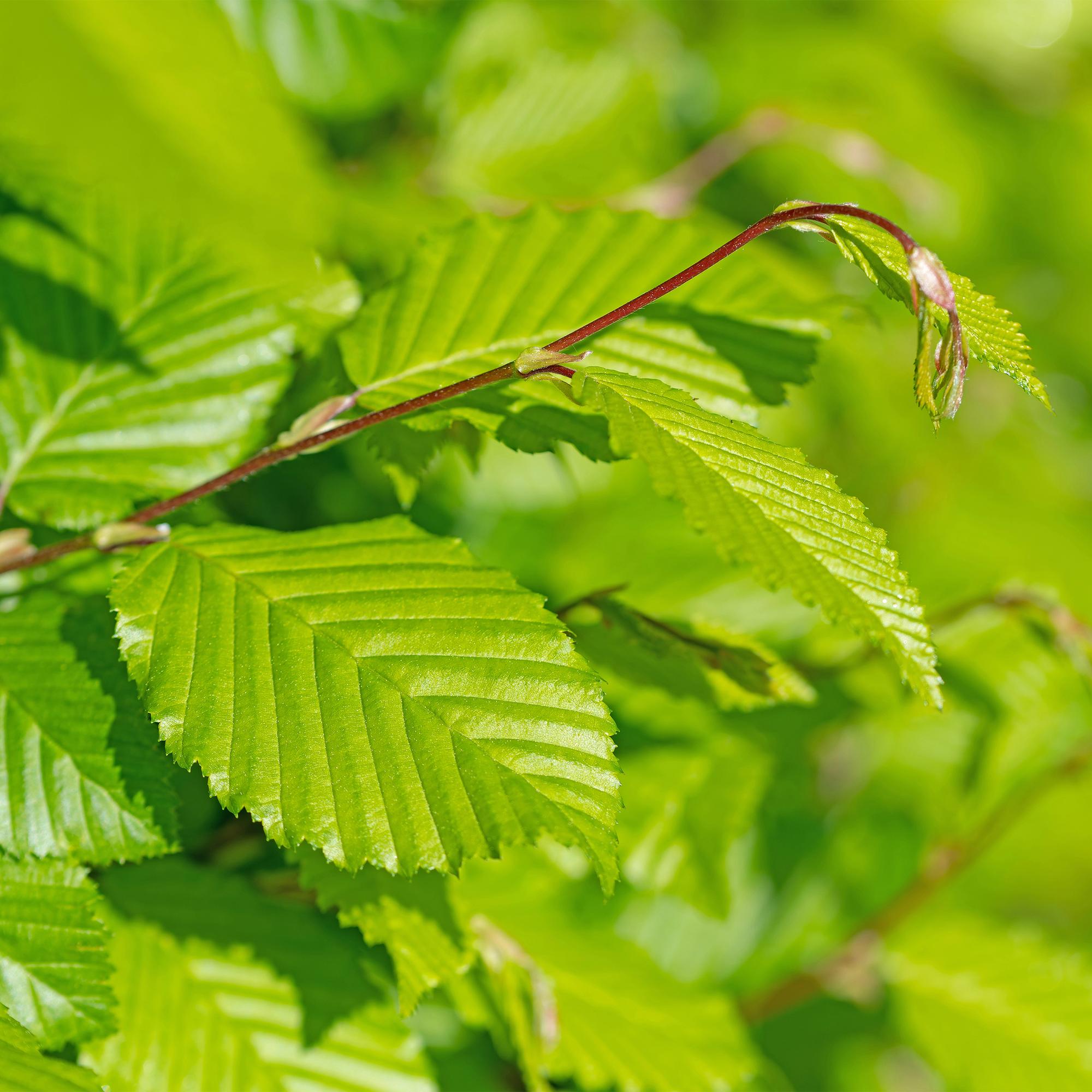 Grüne Heckenpflanzen Carpinus betulus, 6 Stück, in Töpfen, laufender Meter, laubabwerfend, ca. 55cm hoch.