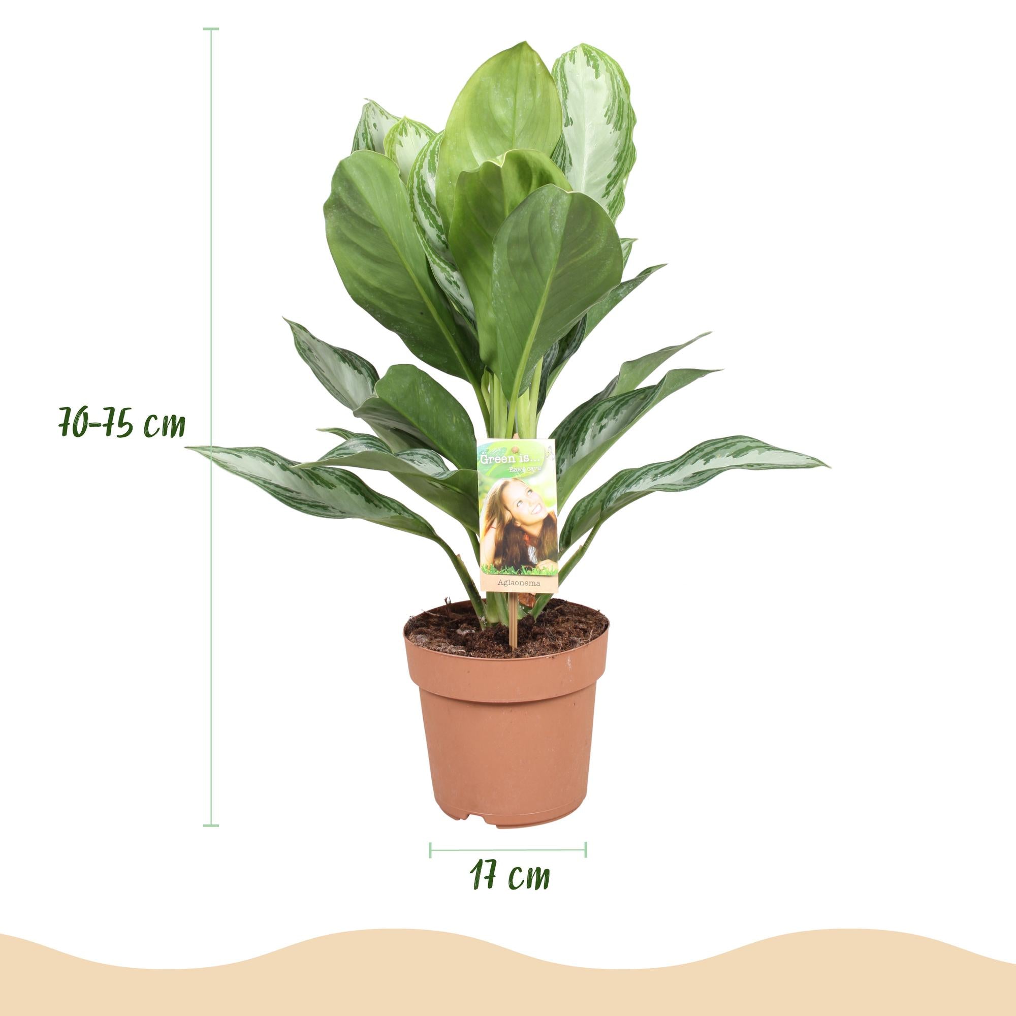 Everspring Aglaonema Silver Bay, Silberblatt mit Korb, 70-75cm hohe Zimmerpflanze, grüne Blätter mit silbrigen Mustern