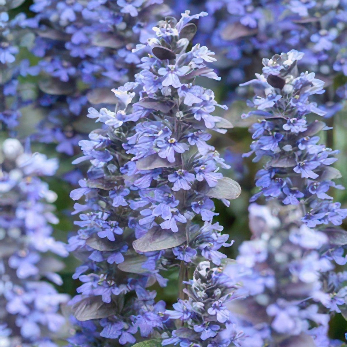 24x Ajuga reptans ‘Burgundy Glow’ – Kriechender Günsel mit buntem Laub – Höhe 10–25 cm – Ø 9 cm - Wurzelwerk Design