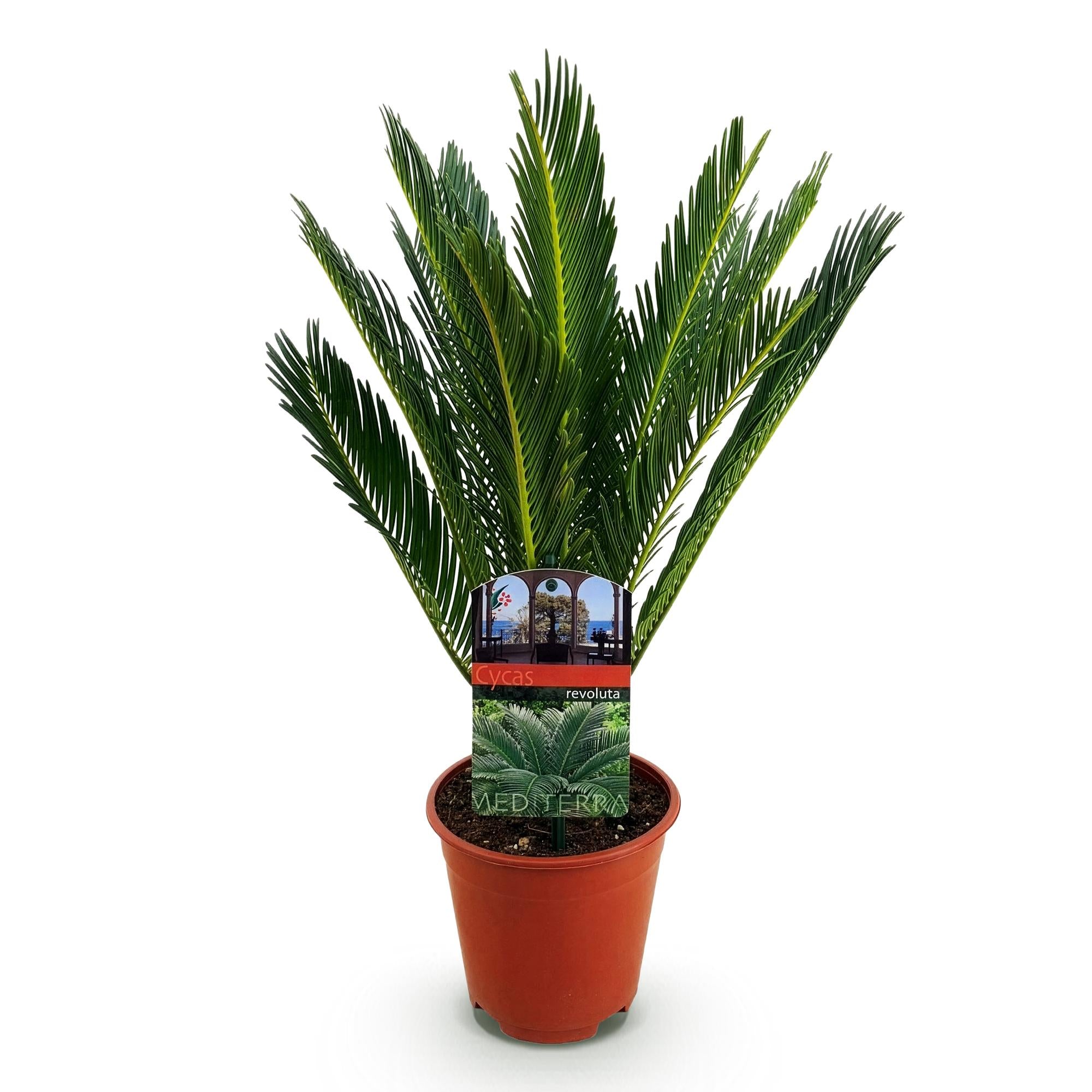Everspring Palmfarn Cycas revoluta in verschiedenen Größen, grüne Pflanze mit fächerförmigen Blättern, Nahaufnahme