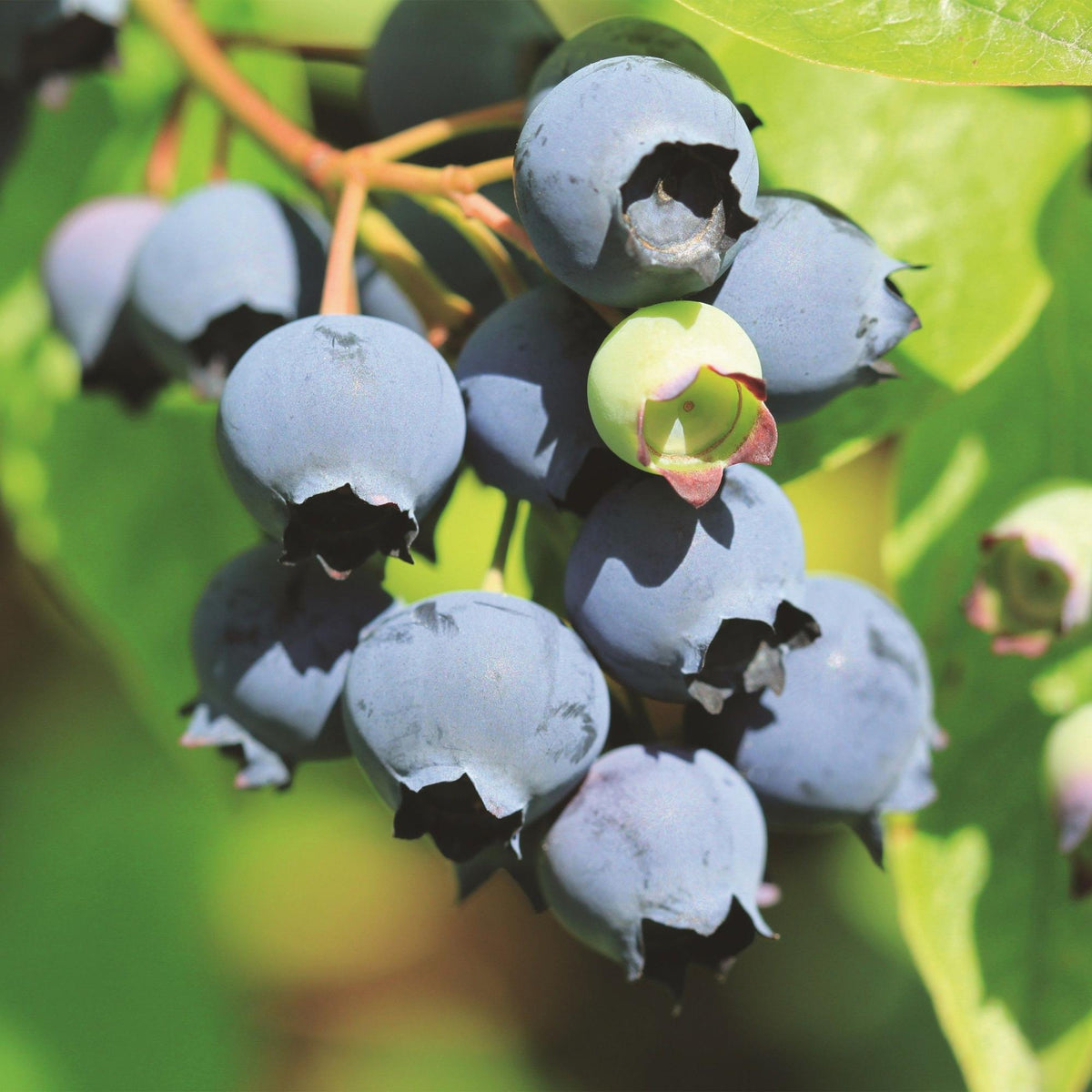 Zwei Heidelbeerpflanzen Vaccinium corymbosum &