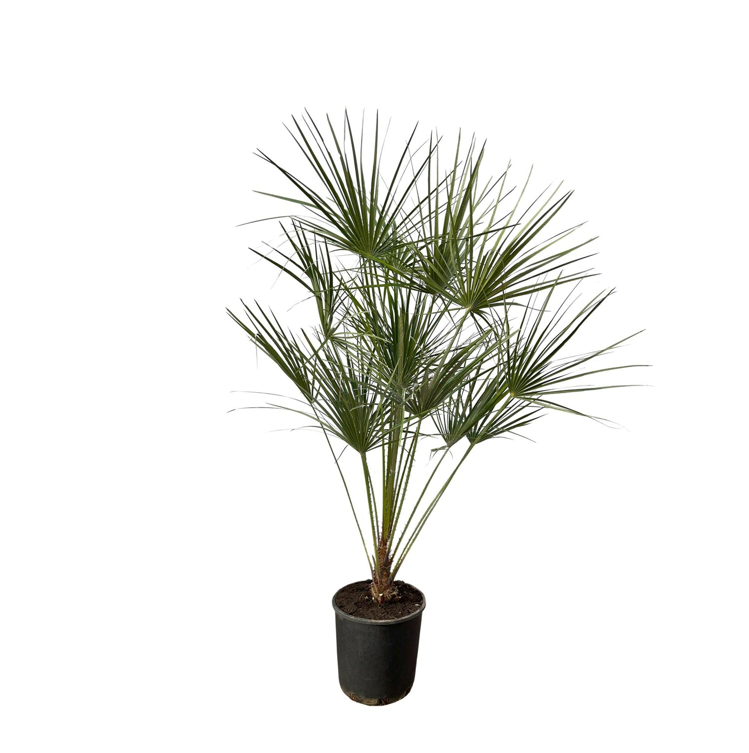Chamaerops Humilis – Zwergpalmen für drinnen &amp; draußen