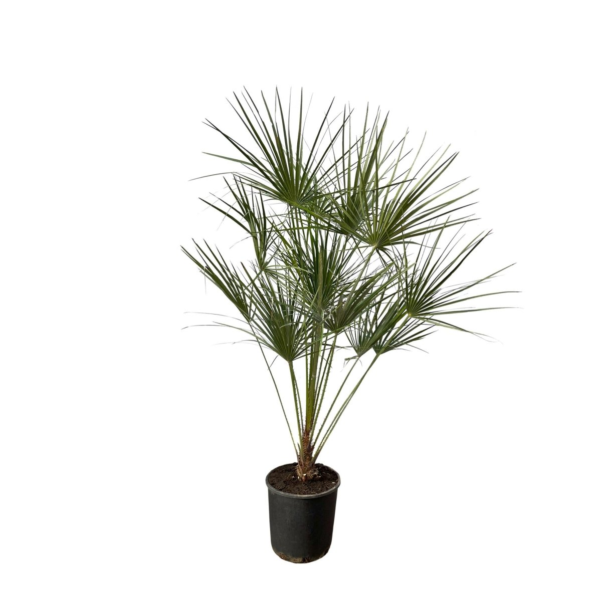 Chamaerops humilis kaufen – Europäische Zwergpalme, winterhart bis –12 °C - Wurzelwerk Design