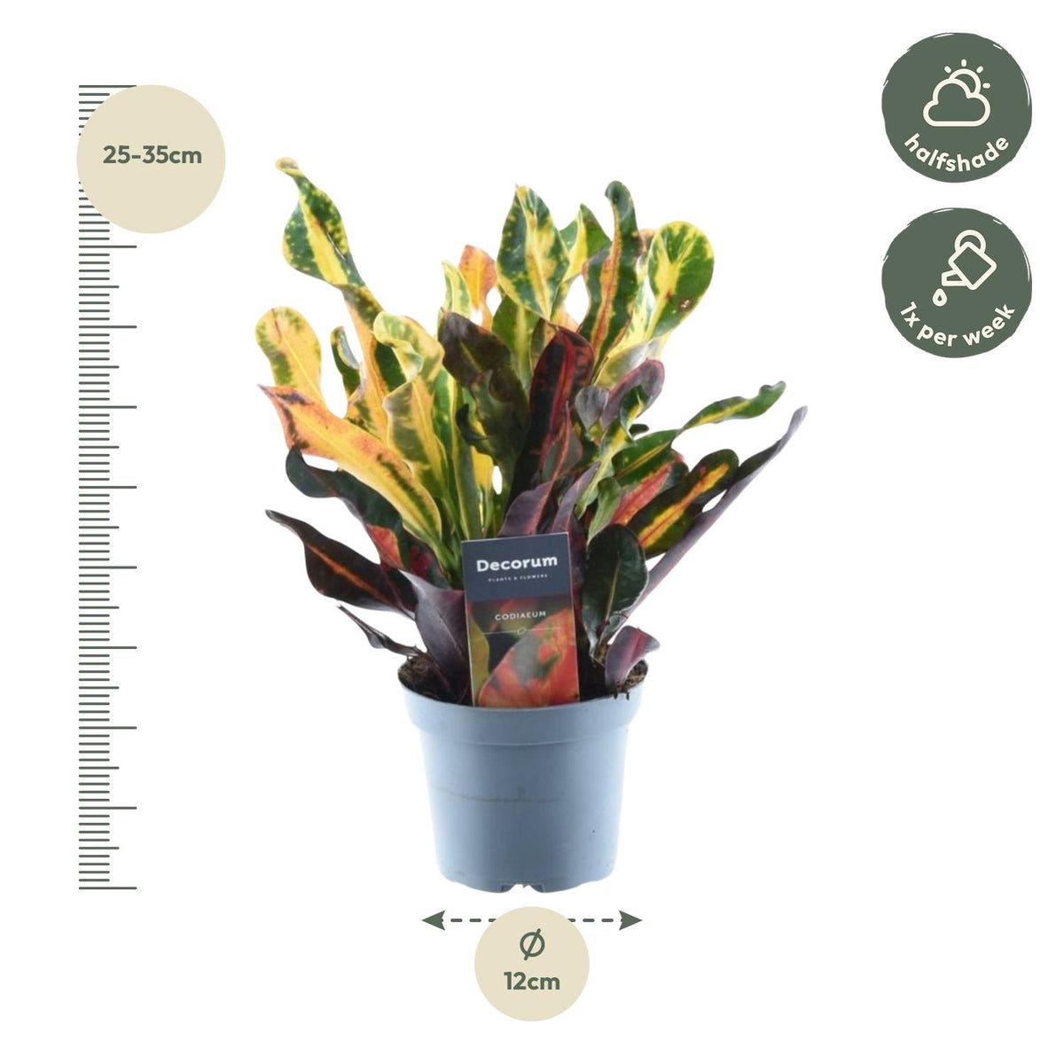 Bunte Codiaeum Mammi Zimmerpflanze in einem Topf, Everspring, mit grünen und bunten Blättern, 30 cm hoch