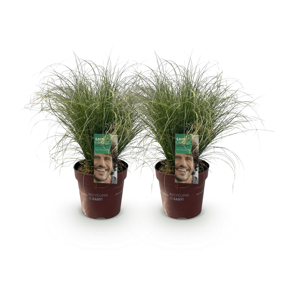 Zwei grüne Carex comans Frosted Curls Ziergräser, immergrün, in Töpfen, 17cm Durchmesser, pflegeleicht, von Everspring