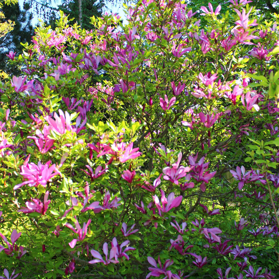 Magnolia Susan - Blumen Dunkelrosa - 1 Pflanze - laubabwerfend - wenig Pflege - Topf 17cm Höhe 45cm