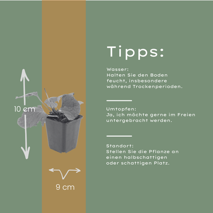 6x Brunnera macrophylla - ↕10-25cm - Ø9cm