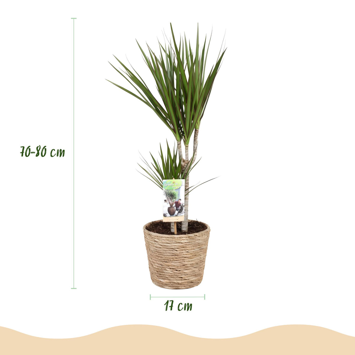 Grüner Dracaena Marginata Zimmerpflanze von Everspring in Korb, 70-80cm hoch, pflegeleicht, mit Topf 17cm Durchmesser.