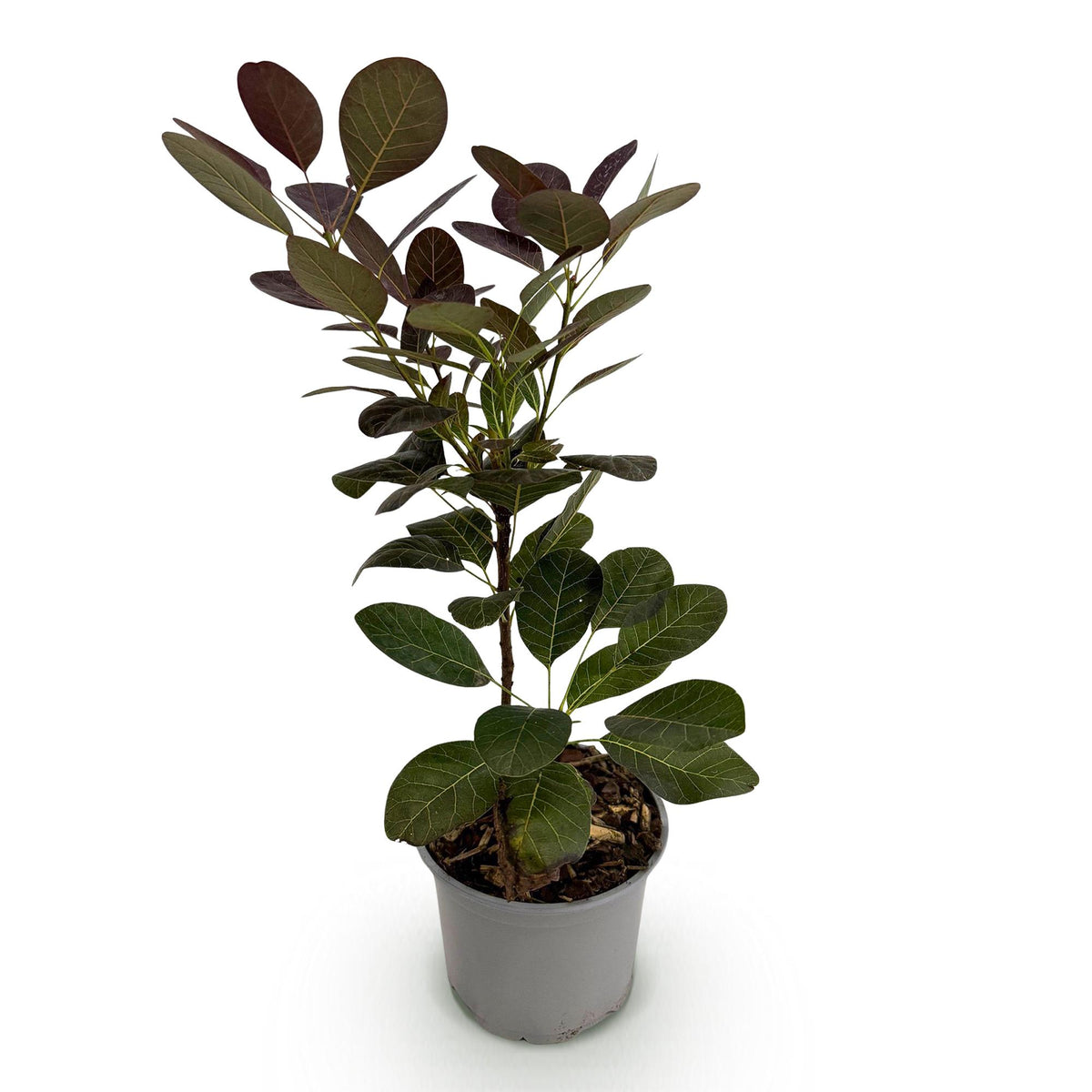 Lila Perückenstrauch Coggygria ‘Royal Purple’ in Topf, 12 cm Durchmesser, 35 cm hoch, Everspring.