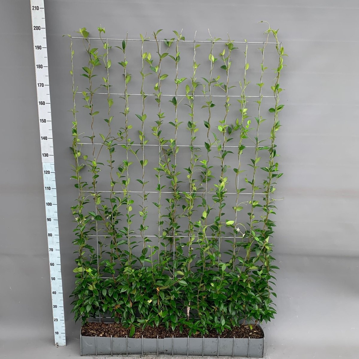 Trachelospermum - Sternjasmin - Fertighecke - 120 x 180 cm - Wurzelwerk Design