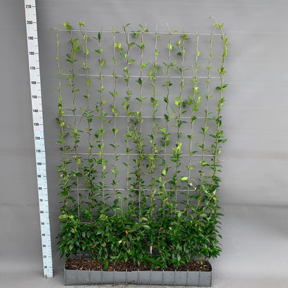 Trachelospermum - Sternjasmin - Fertighecke - 120 x 180 cm - Wurzelwerk Design