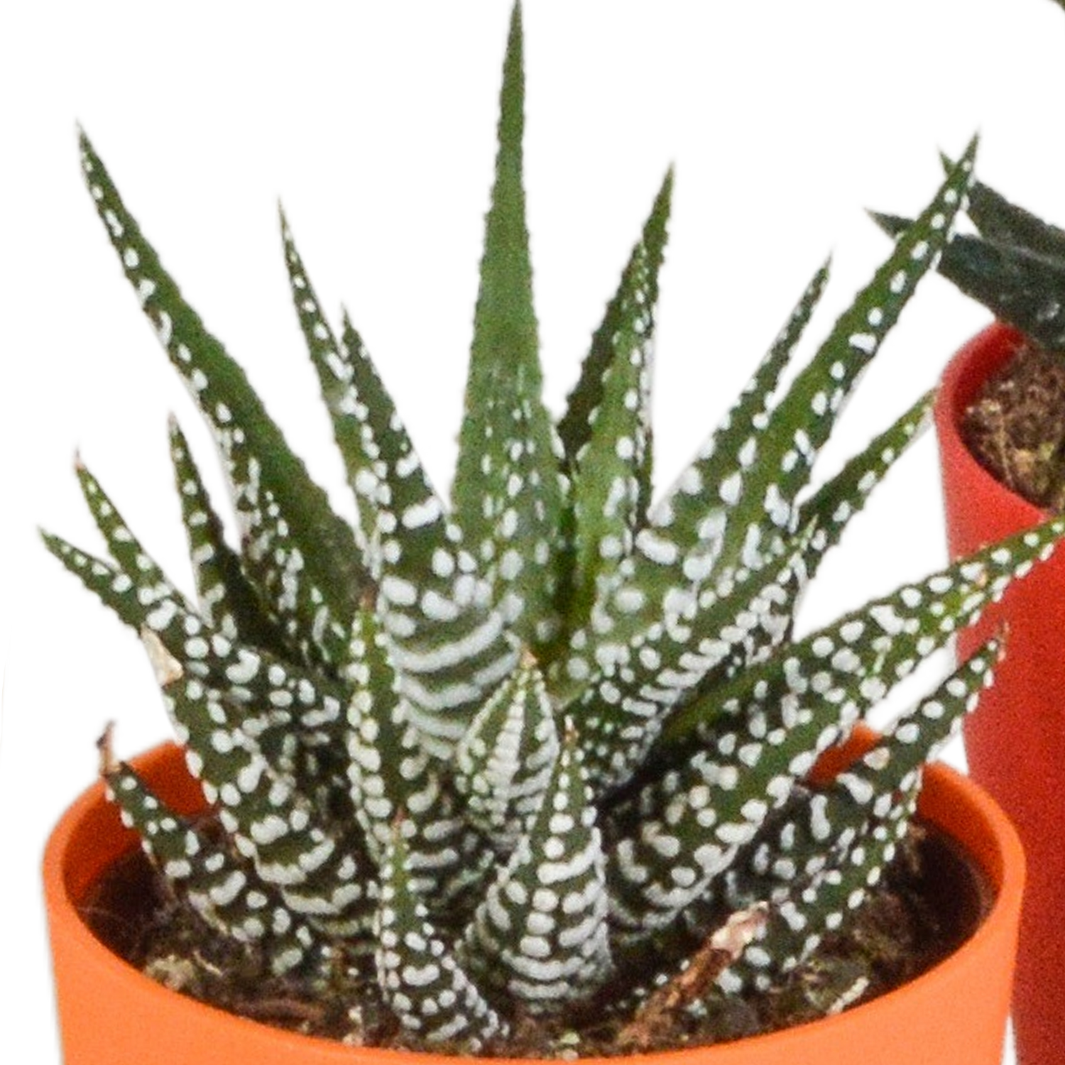 Fünf Everspring Gasteria und Haworthia Pflanzen in bunten Kunststofftöpfen, Durchmesser ca. 5,5 cm, für dekoratives Grün im Zuhause.